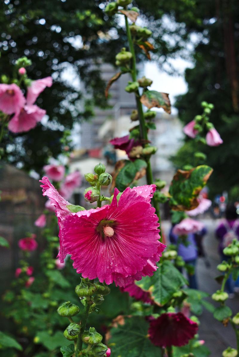 Flowers dripping with rain, Taipei, Taiwan