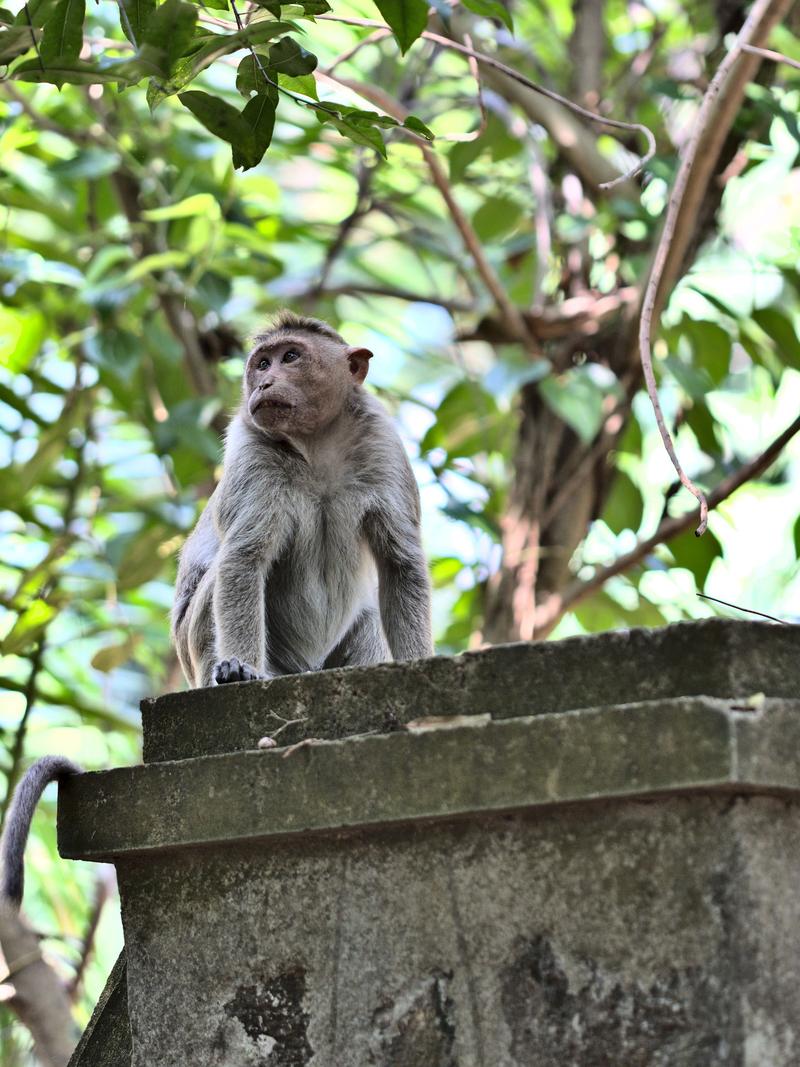 Kochi City, Kerala, India