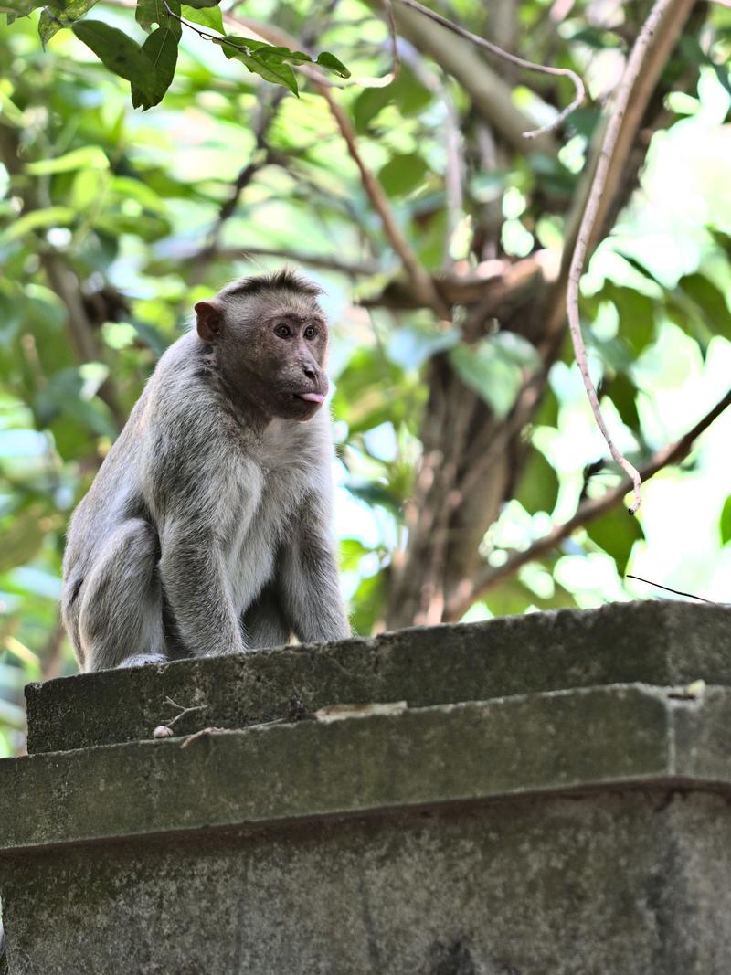 Kochi City, Kerala, India