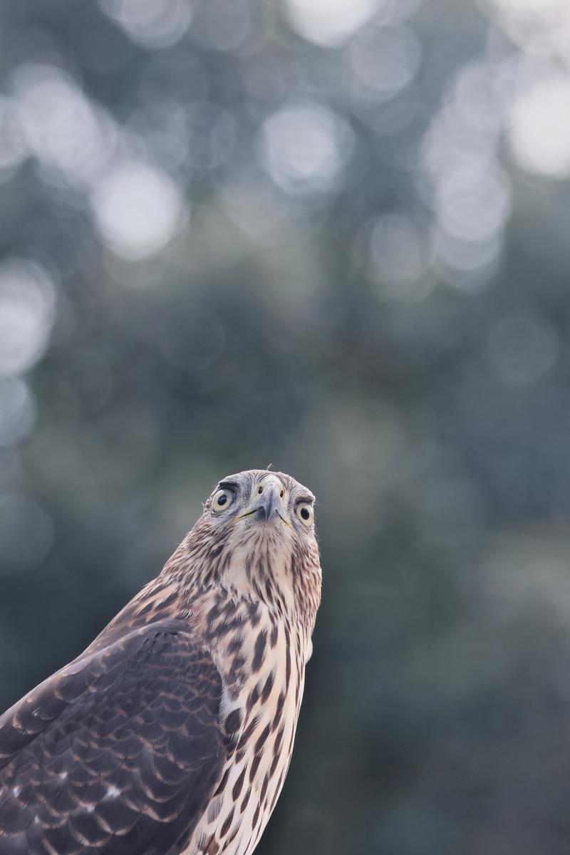 Cooper's Hawk