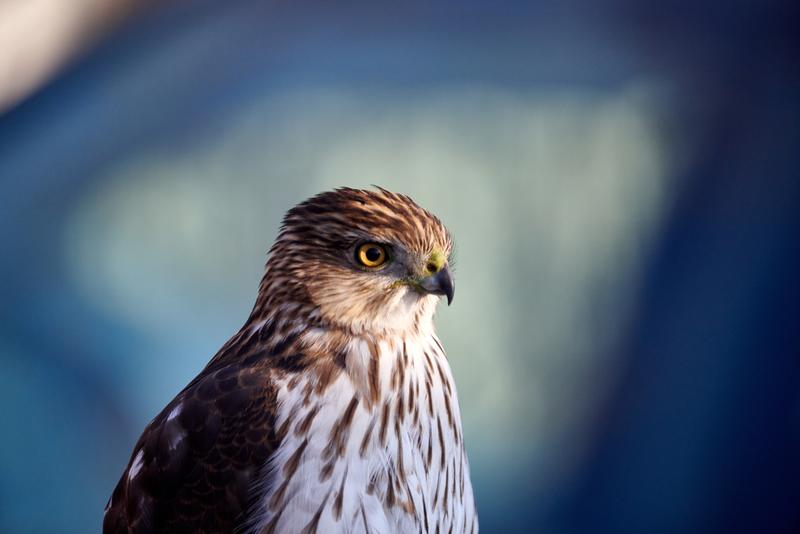 Cooper's Hawk