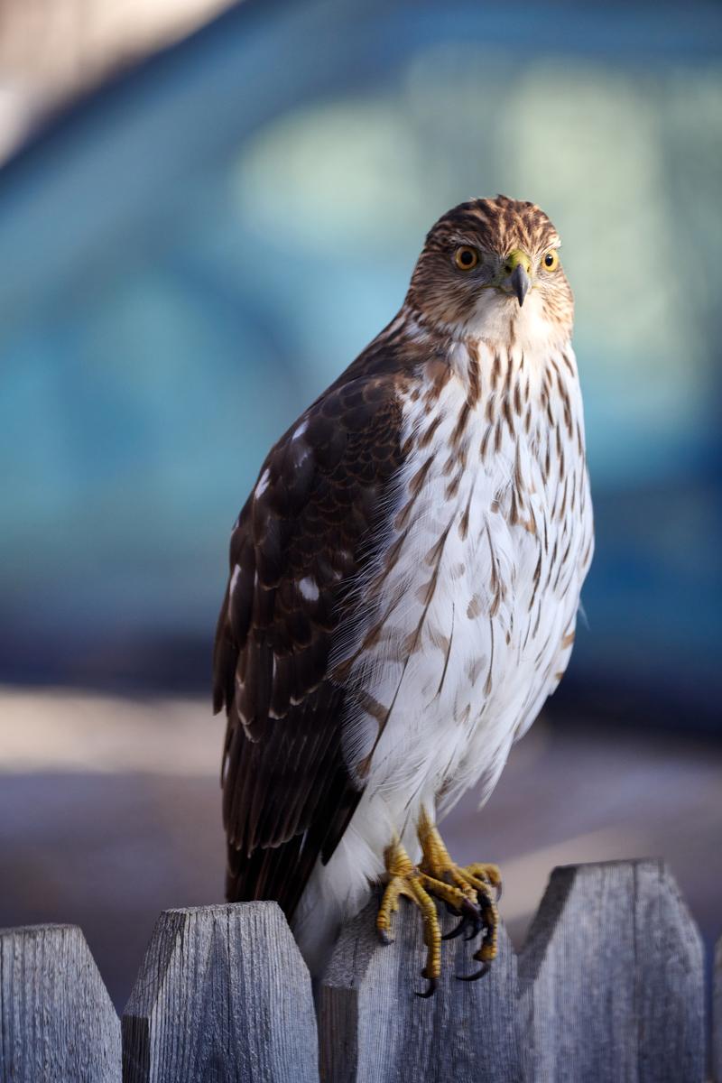 Cooper's Hawk