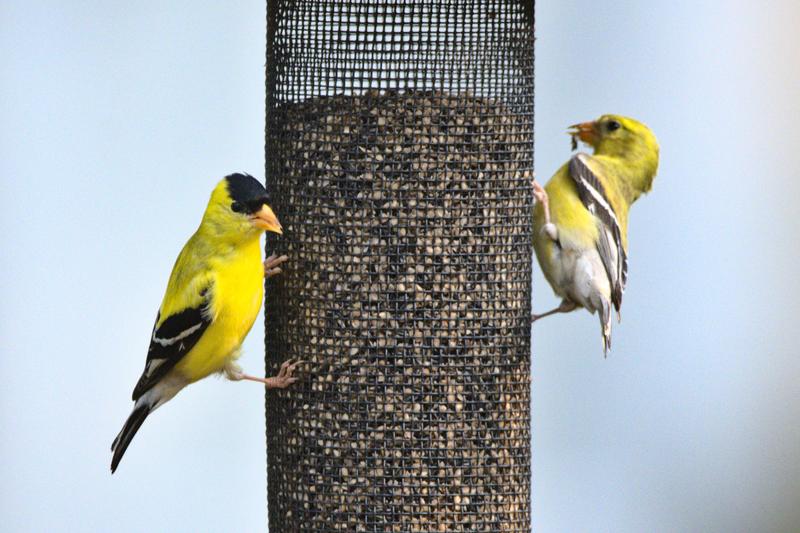 Male and Female Breeding Goldfinch
