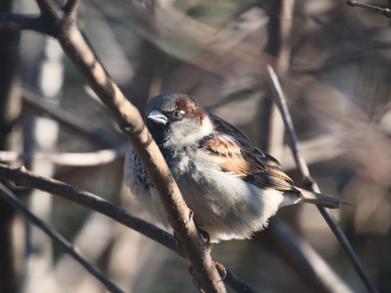 Male House Sparrow