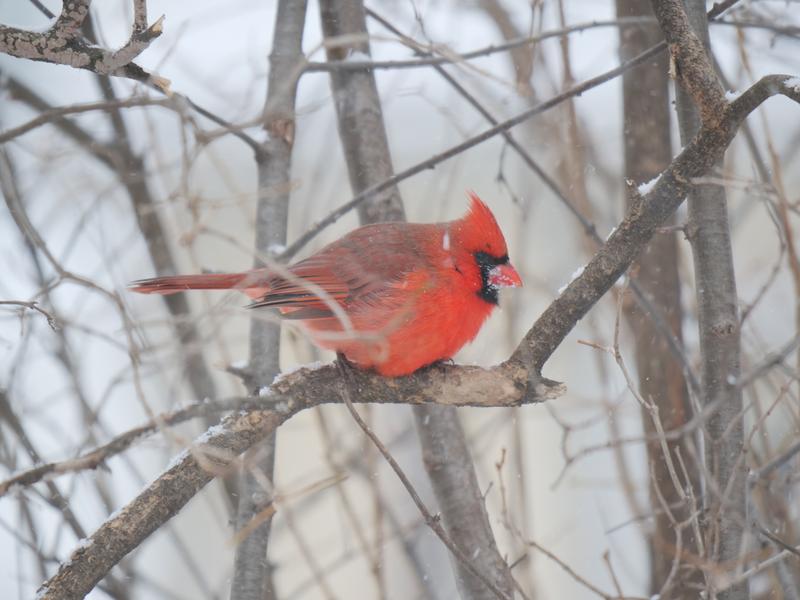 Male Northern Cardinal