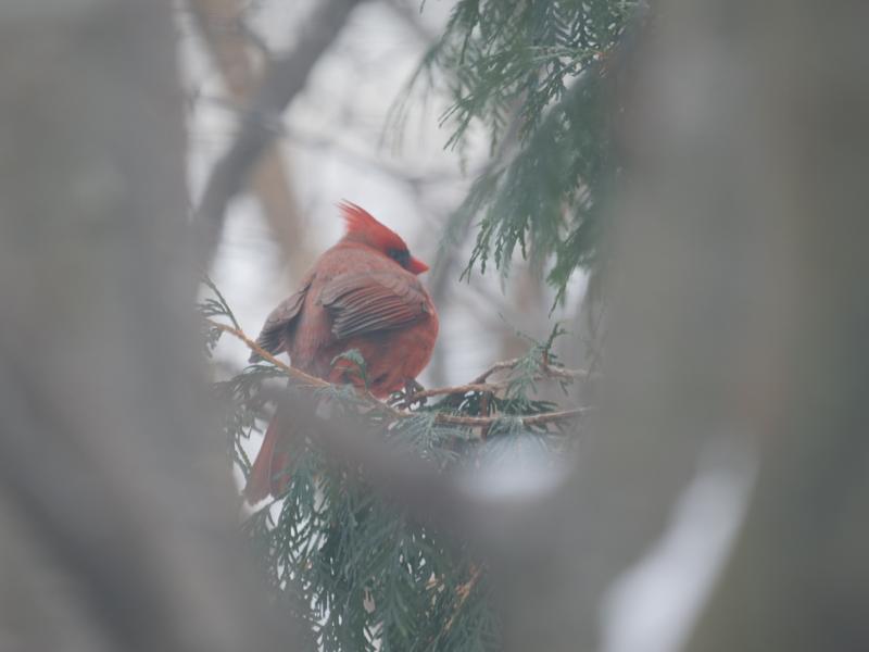 Male Northern Cardinal