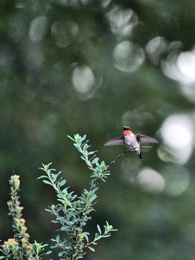 Male Ruby-Throated Hummingbird