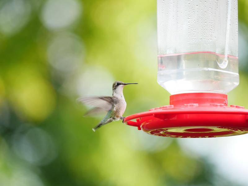 Female Ruby-Throated Hummingbird