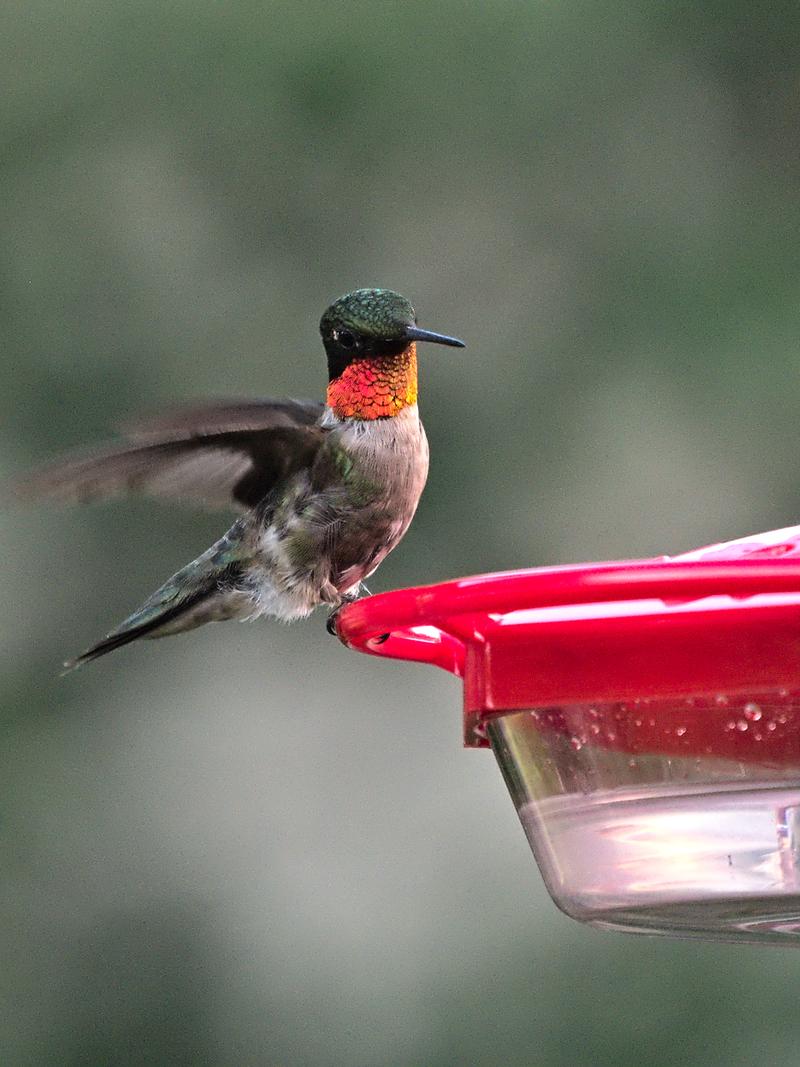 Male Ruby-Throated Hummingbird