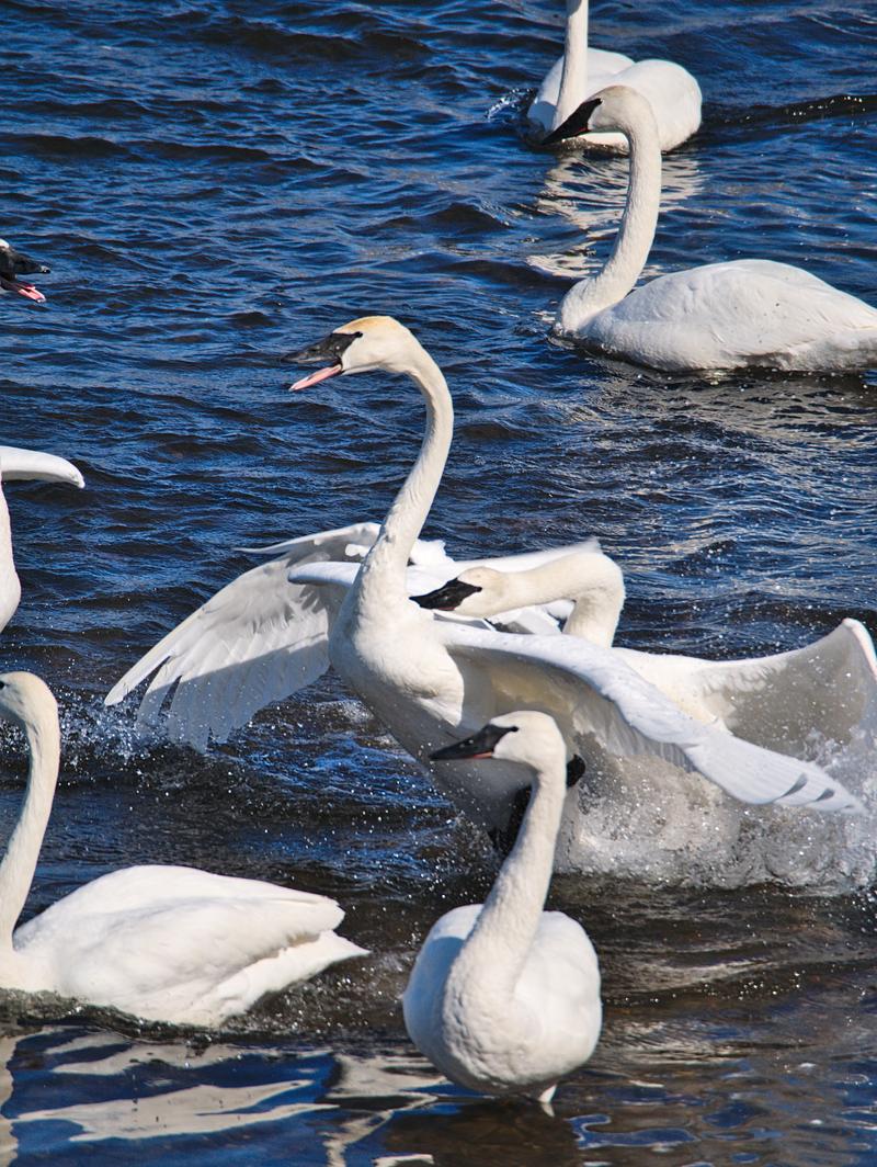 Swans in Monticello, MN