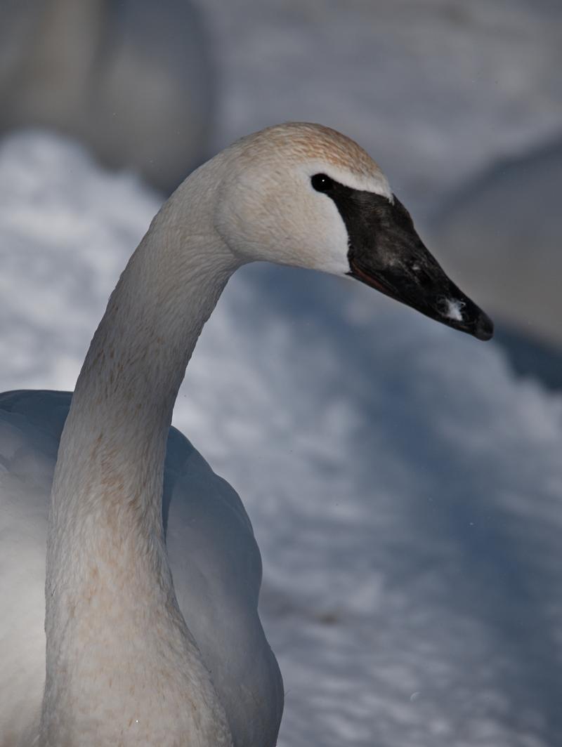 Swans in Monticello, MN