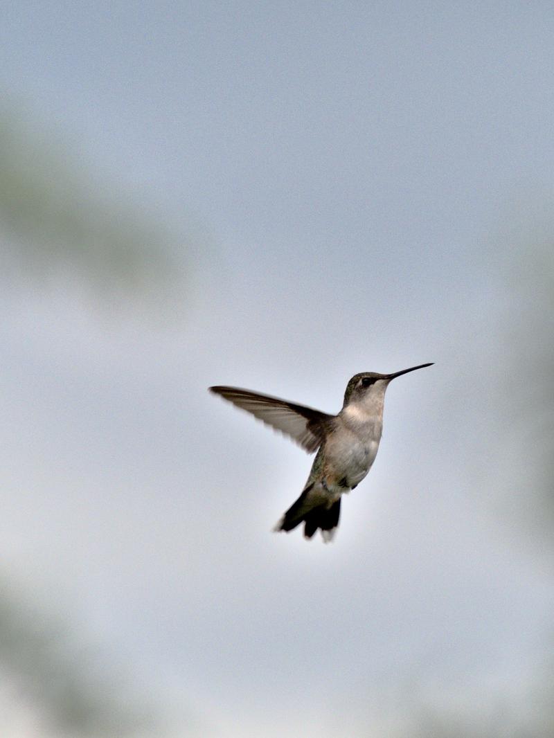 Female Ruby-Throated Hummingbird