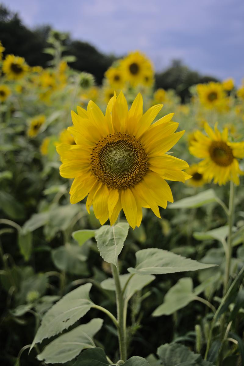 Canon FD 28mm 2.8