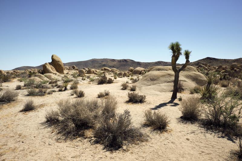 Joshua Tree National Park