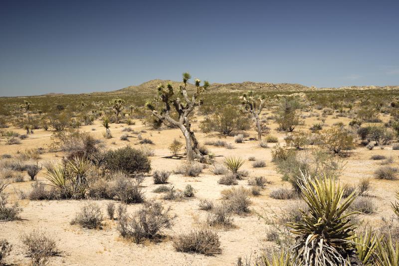 Joshua Tree National Park