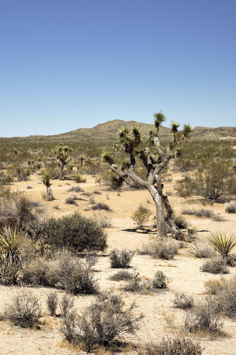 Joshua Tree National Park