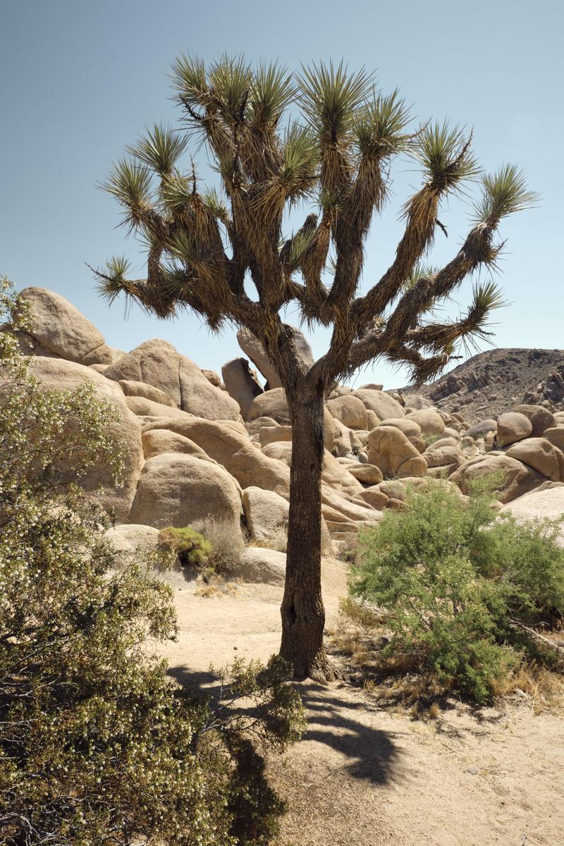 Joshua Tree National Park