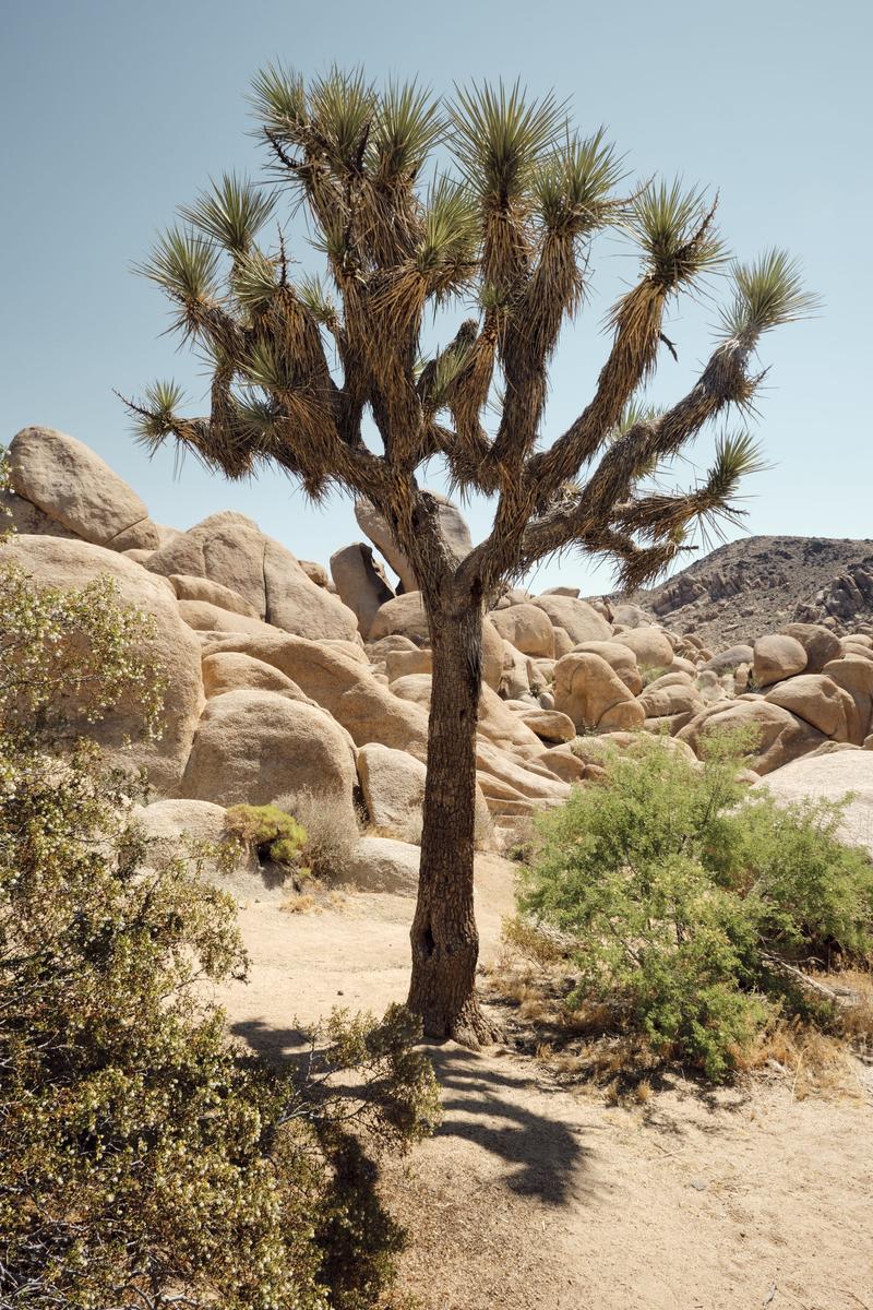 Joshua Tree National Park