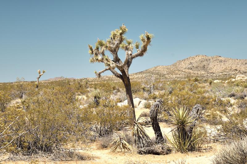 Joshua Tree National Park