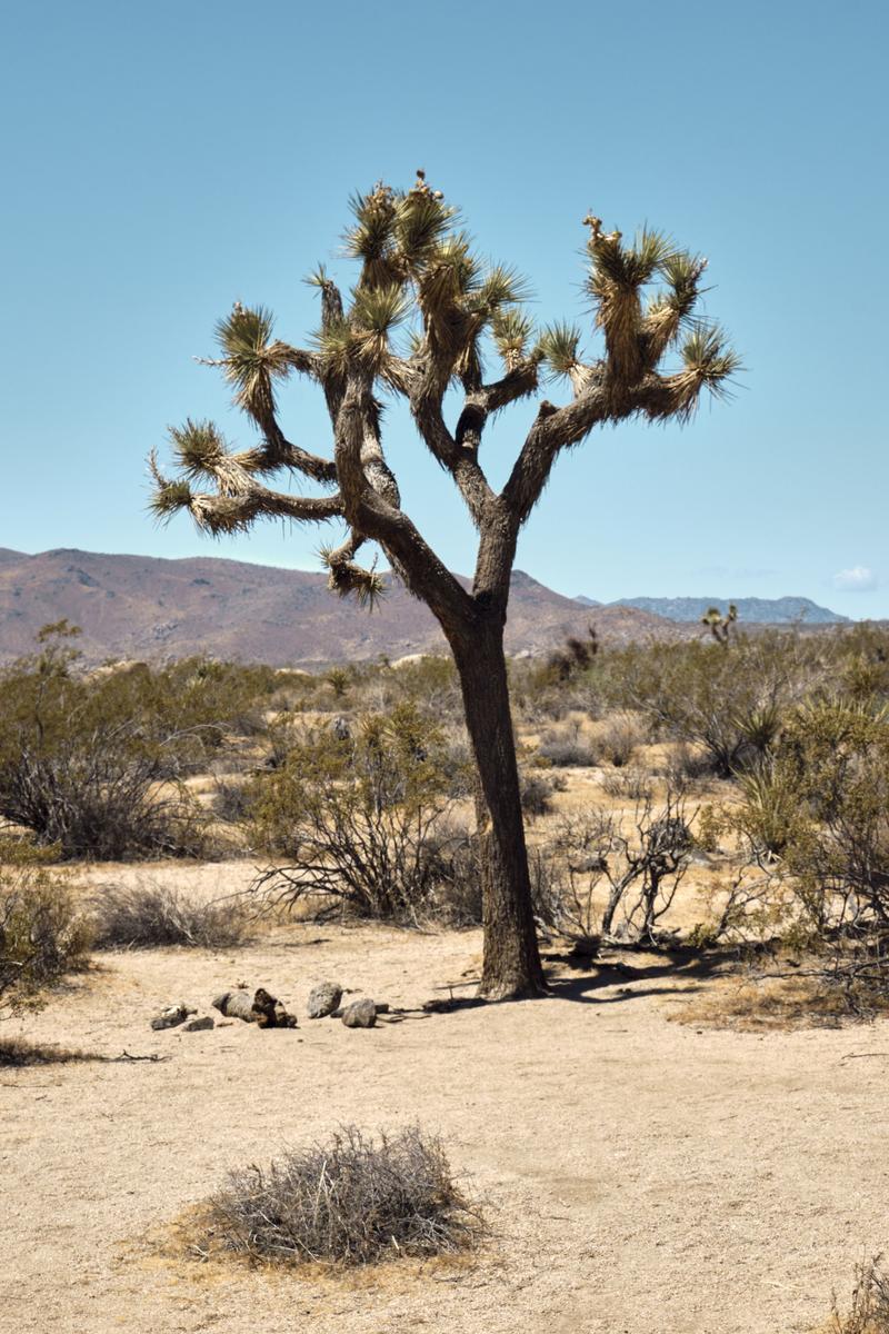 Joshua Tree National Park