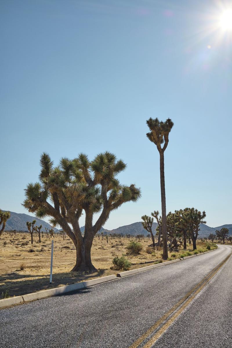 Joshua Tree National Park