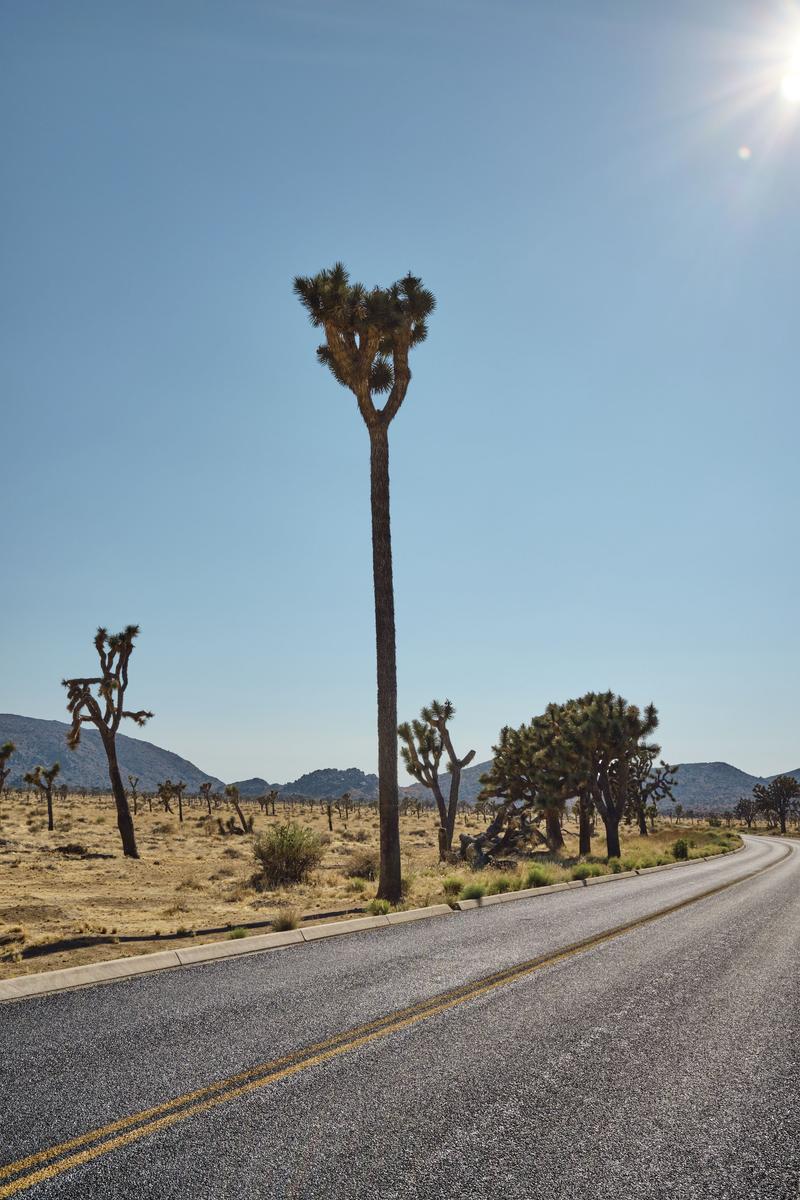 Joshua Tree National Park