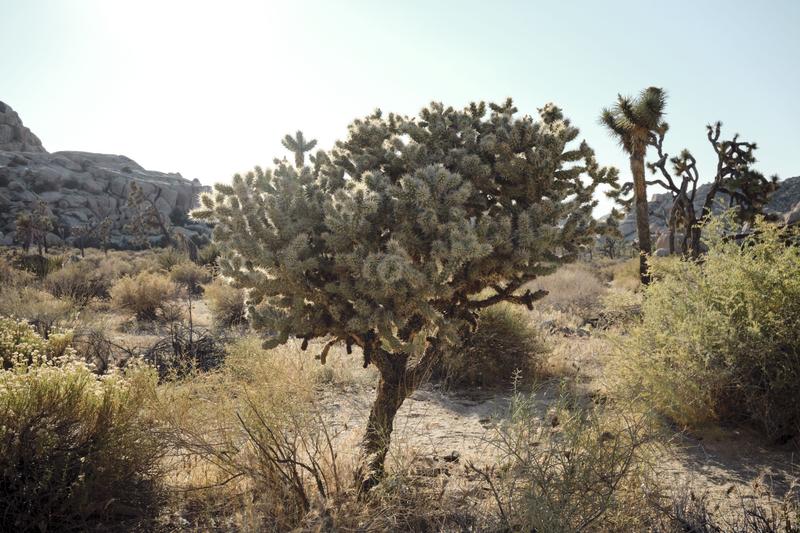 Joshua Tree National Park