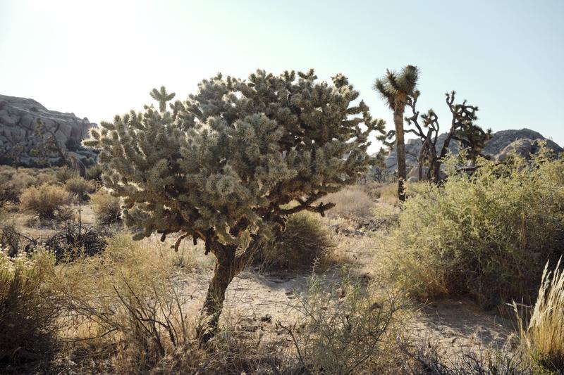 Joshua Tree National Park