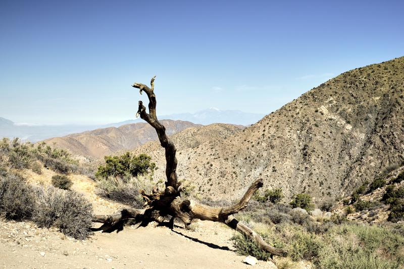 Joshua Tree National Park