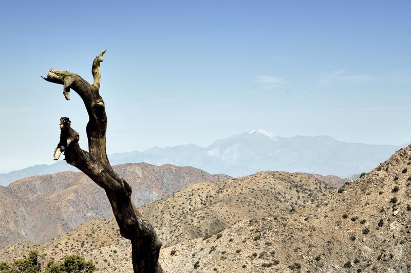 Joshua Tree National Park