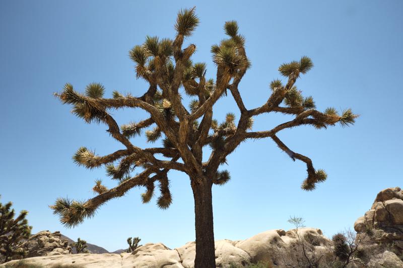 Joshua Tree National Park