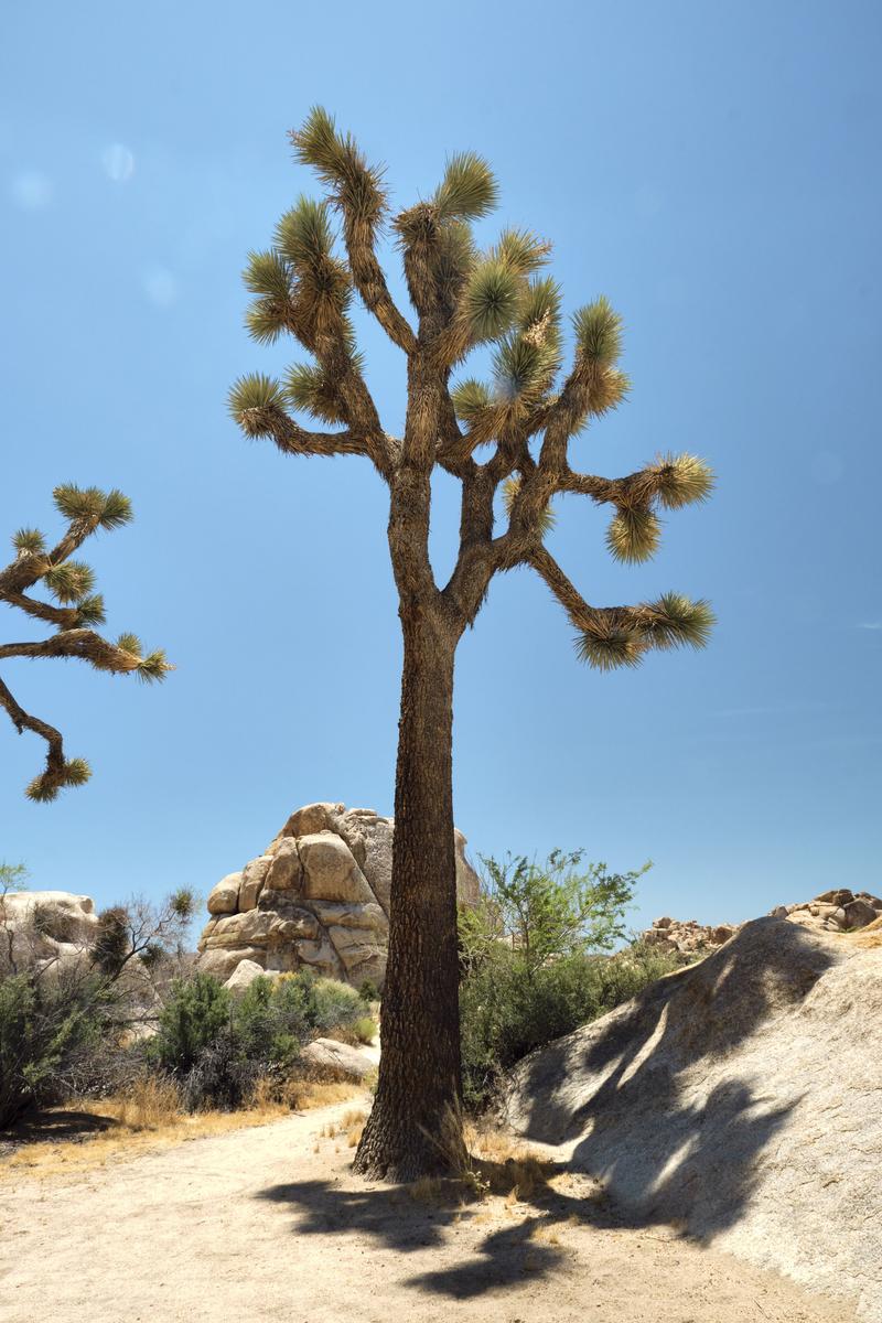 Joshua Tree National Park