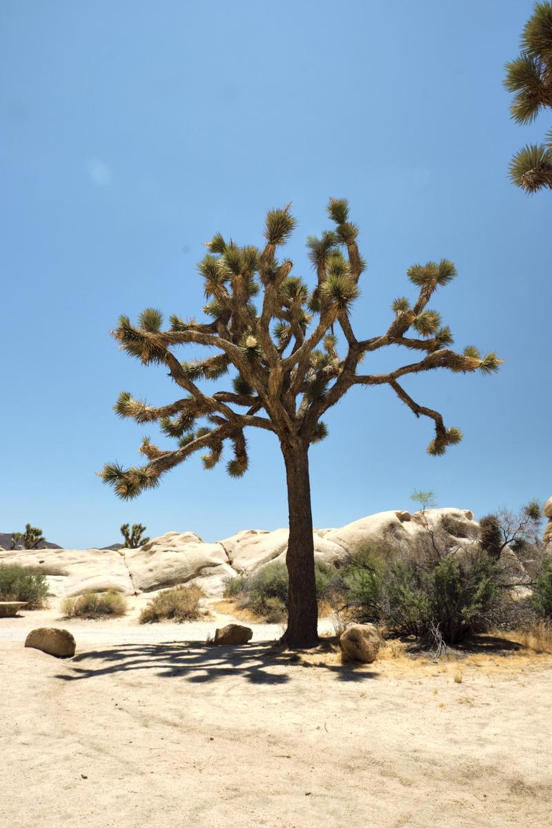 Joshua Tree National Park