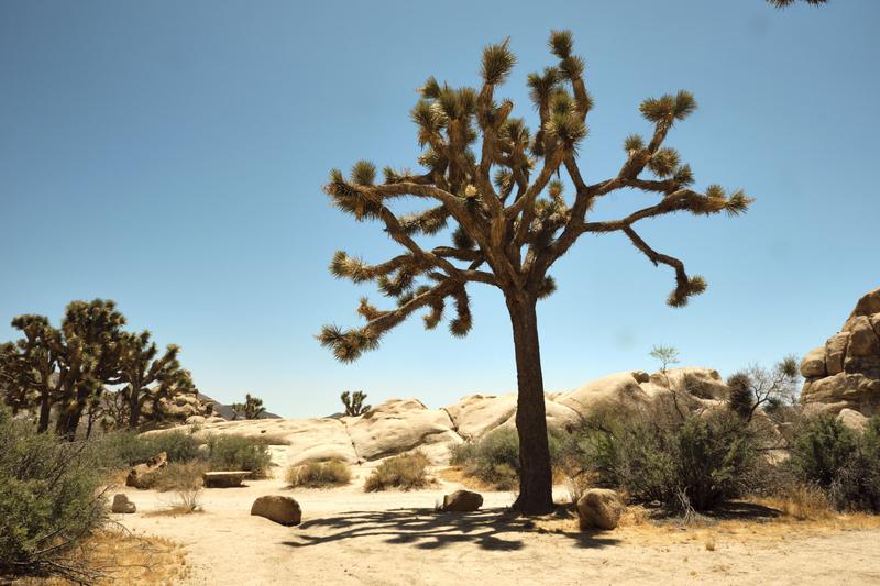 Joshua Tree National Park