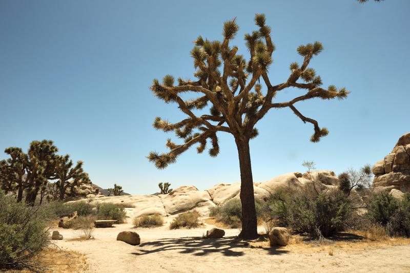 Joshua Tree National Park