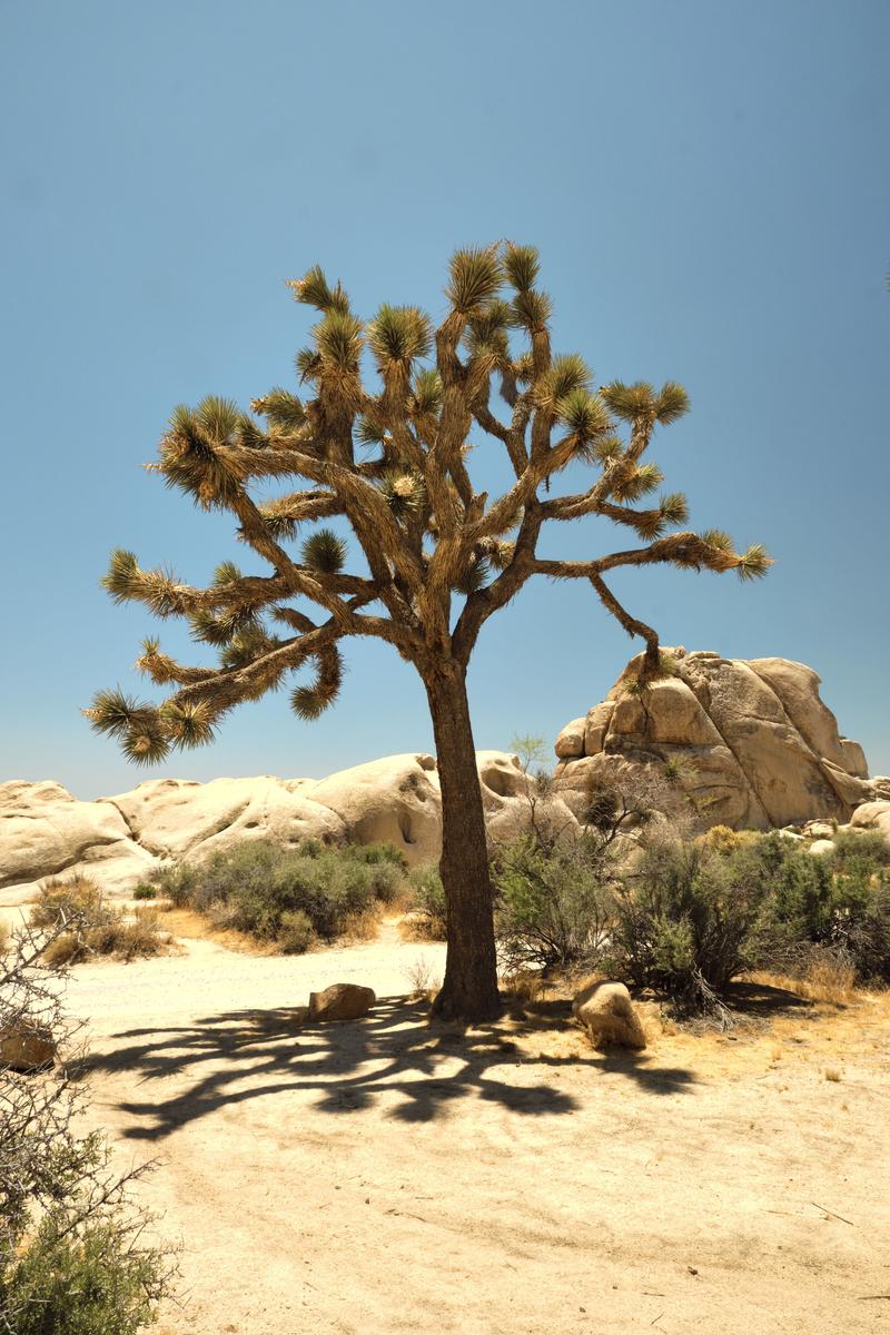 Joshua Tree National Park