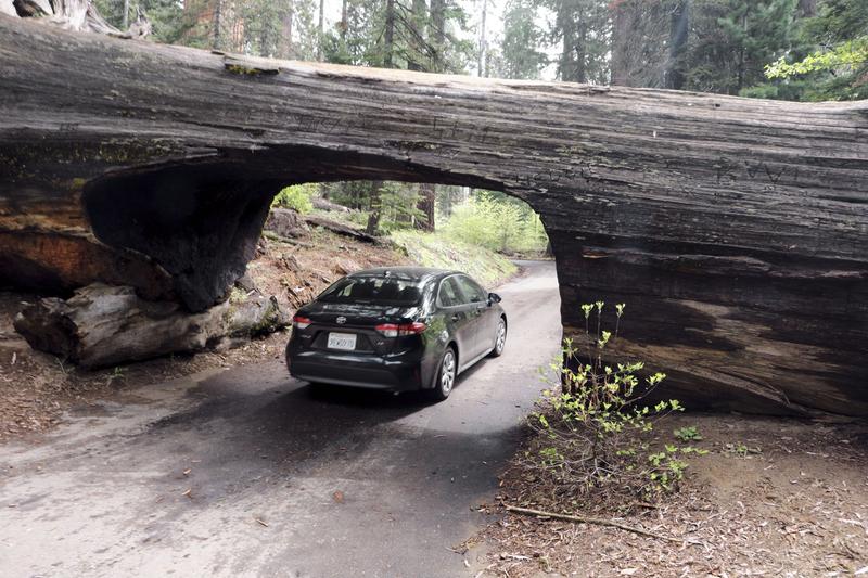 Sequoia and Kings Canyon National Parks