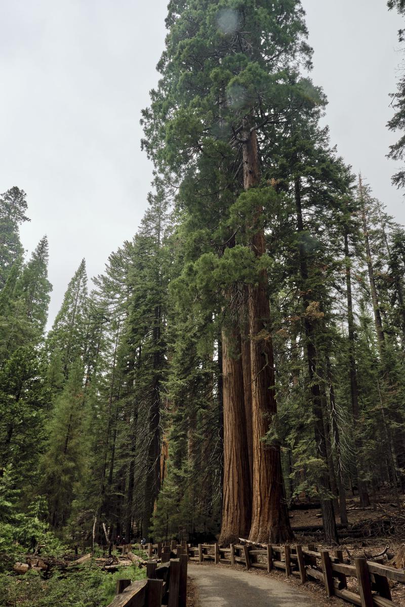 Sequoia and Kings Canyon National Parks