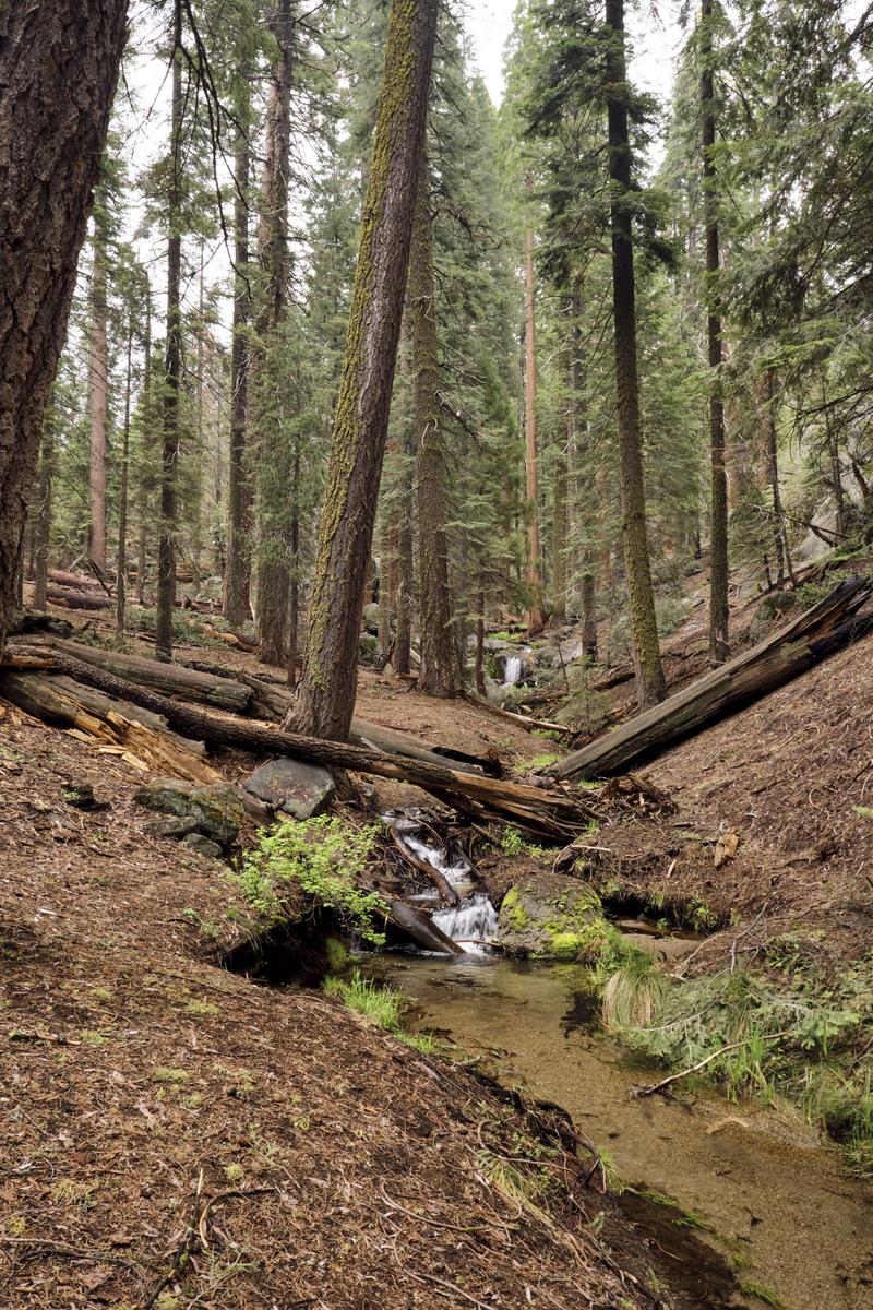 Sequoia and Kings Canyon National Parks