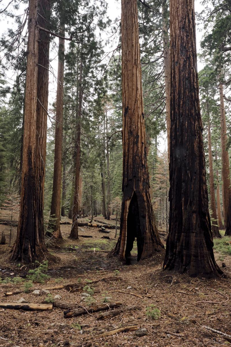 Sequoia and Kings Canyon National Parks