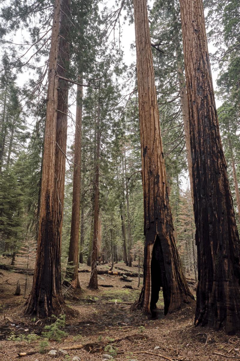 Sequoia and Kings Canyon National Parks