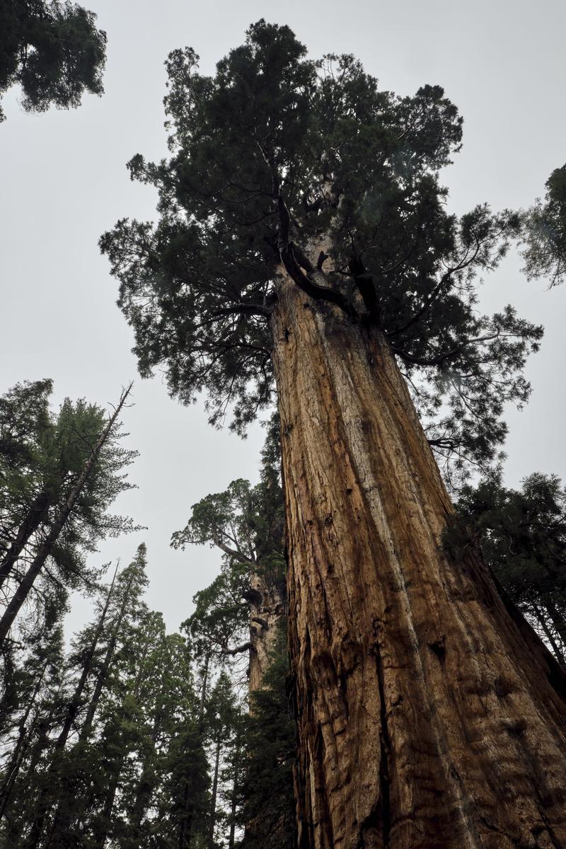 Sequoia and Kings Canyon National Parks