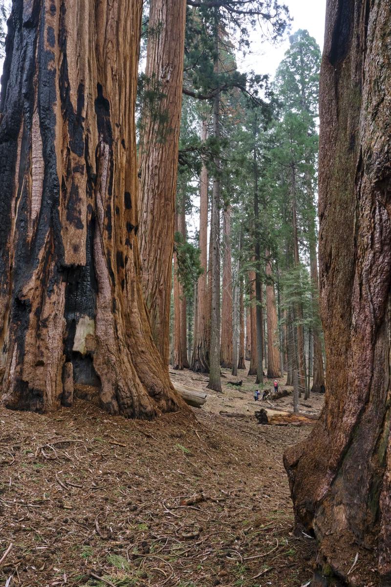 Sequoia and Kings Canyon National Parks