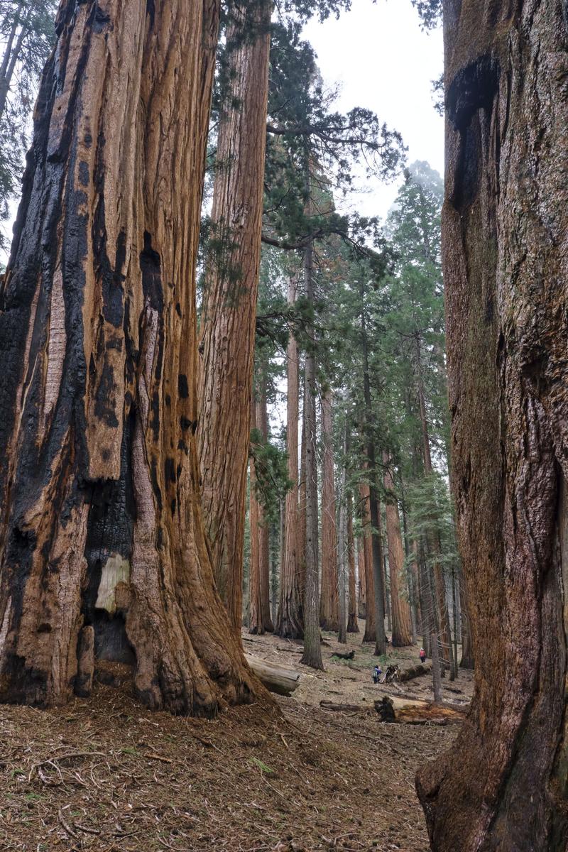 Sequoia and Kings Canyon National Parks