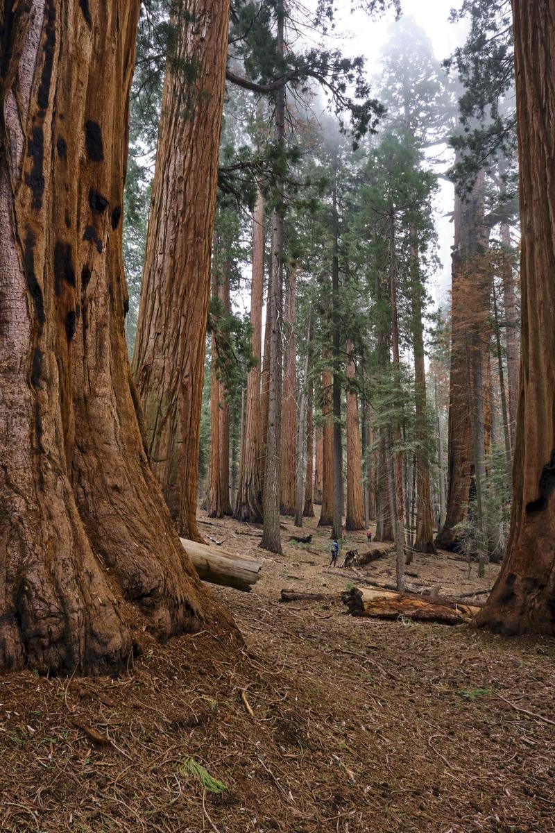 Sequoia and Kings Canyon National Parks