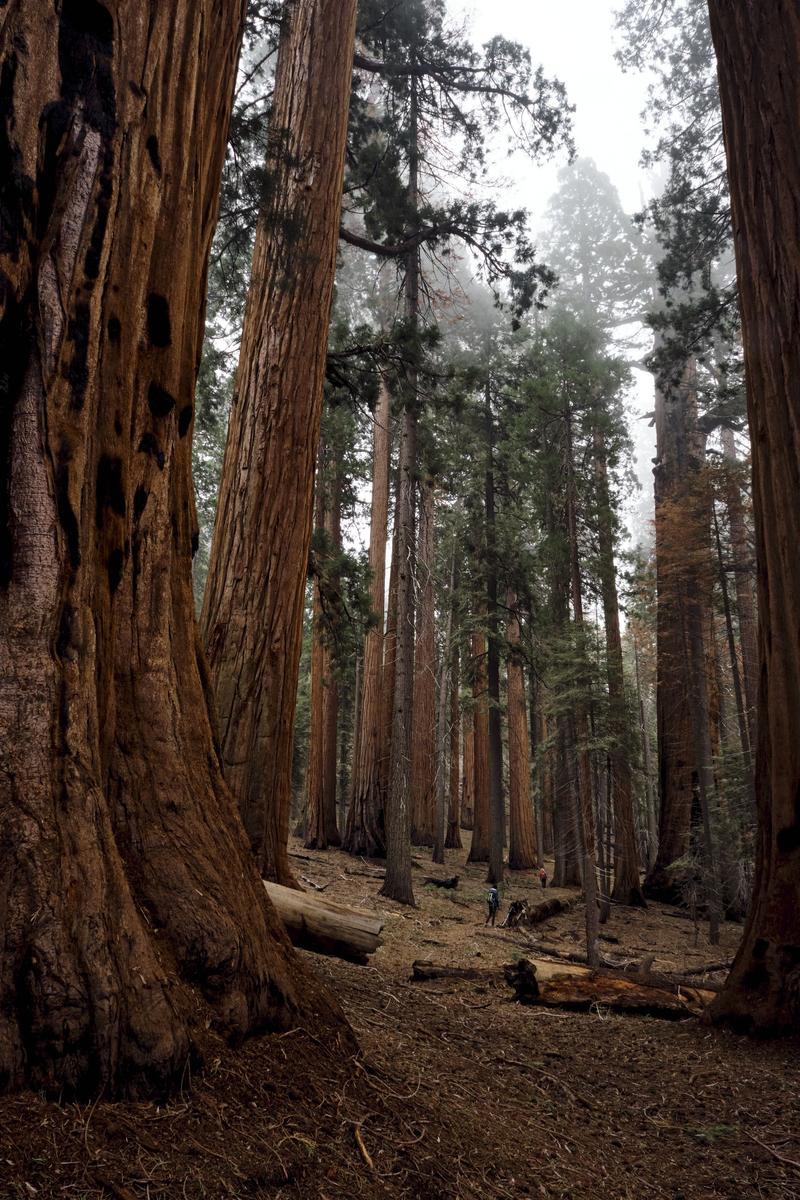 Sequoia and Kings Canyon National Parks