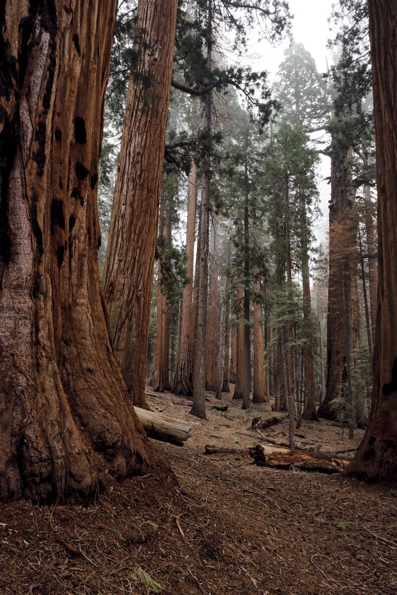 Sequoia and Kings Canyon National Parks