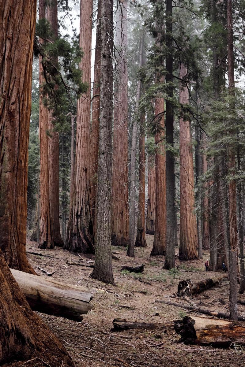 Sequoia and Kings Canyon National Parks