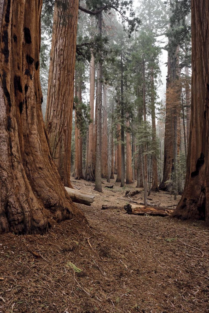 Sequoia and Kings Canyon National Parks