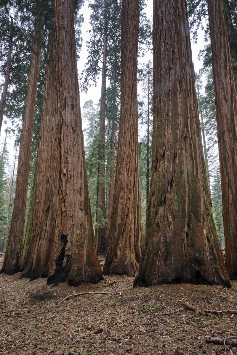 Sequoia and Kings Canyon National Parks